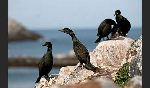 Krähenscharbe (Phalacrocorax aristotelis)