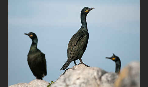 Krähenscharbe (Phalacrocorax aristotelis)