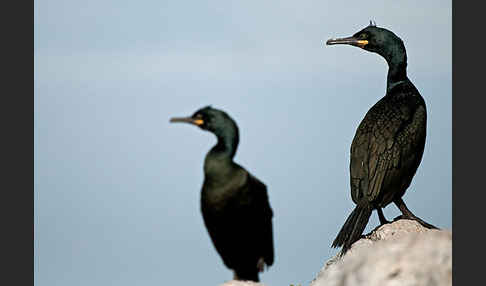 Krähenscharbe (Phalacrocorax aristotelis)