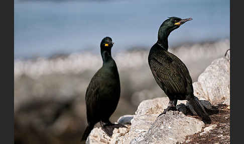 Krähenscharbe (Phalacrocorax aristotelis)