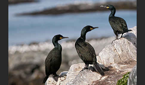 Krähenscharbe (Phalacrocorax aristotelis)