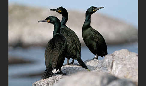 Krähenscharbe (Phalacrocorax aristotelis)