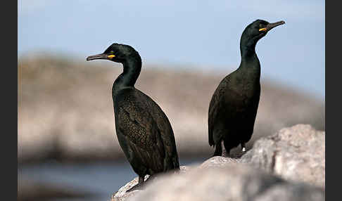 Krähenscharbe (Phalacrocorax aristotelis)