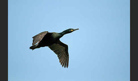 Krähenscharbe (Phalacrocorax aristotelis)