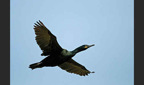 Krähenscharbe (Phalacrocorax aristotelis)