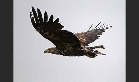 Seeadler (Haliaeetus albicilla)