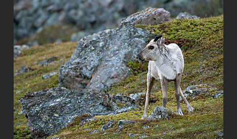 Rentier (Rangifer tarandus)