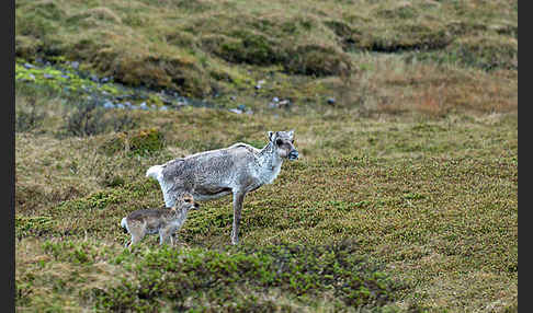 Rentier (Rangifer tarandus)