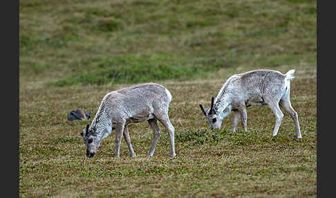 Rentier (Rangifer tarandus)