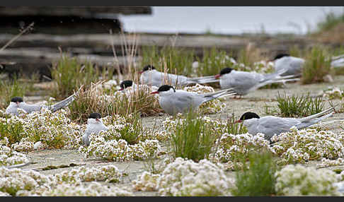 Küstenseeschwalbe (Sterna paradisaea)