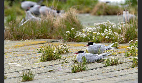 Küstenseeschwalbe (Sterna paradisaea)