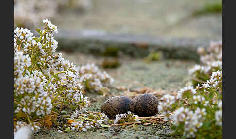 Küstenseeschwalbe (Sterna paradisaea)