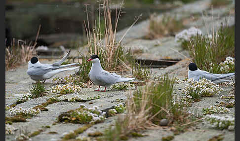 Küstenseeschwalbe (Sterna paradisaea)