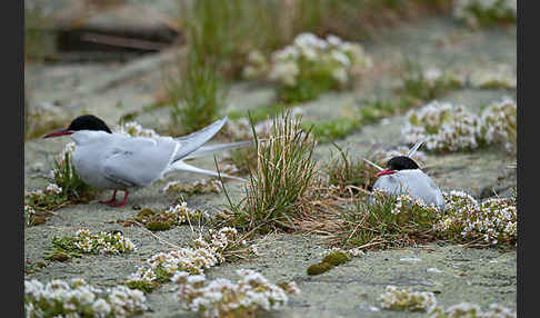 Küstenseeschwalbe (Sterna paradisaea)