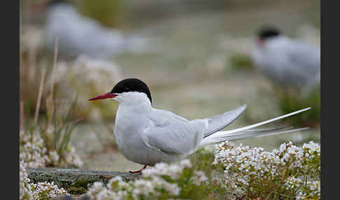 Küstenseeschwalbe (Sterna paradisaea)