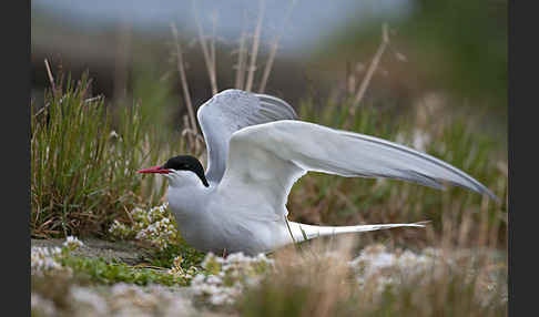 Küstenseeschwalbe (Sterna paradisaea)