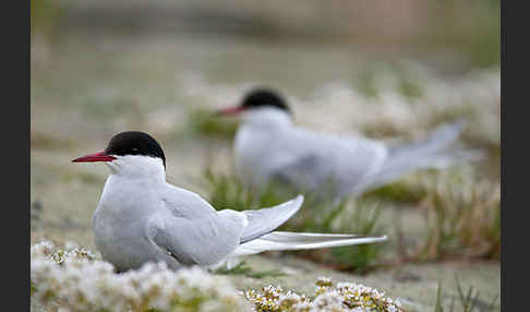 Küstenseeschwalbe (Sterna paradisaea)