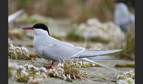 Küstenseeschwalbe (Sterna paradisaea)