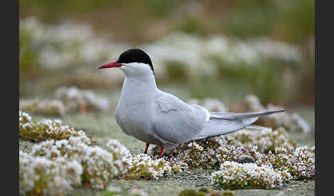 Küstenseeschwalbe (Sterna paradisaea)