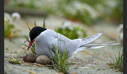 Küstenseeschwalbe (Sterna paradisaea)