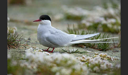 Küstenseeschwalbe (Sterna paradisaea)