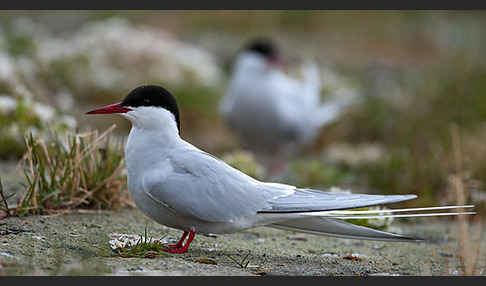 Küstenseeschwalbe (Sterna paradisaea)