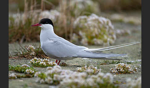 Küstenseeschwalbe (Sterna paradisaea)