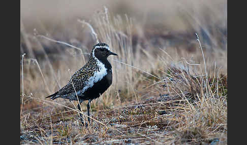 Goldregenpfeifer (Pluvialis apricaria)