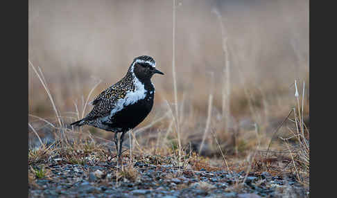 Goldregenpfeifer (Pluvialis apricaria)