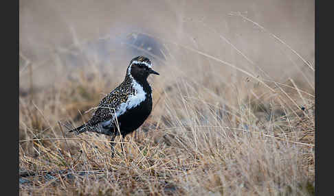 Goldregenpfeifer (Pluvialis apricaria)