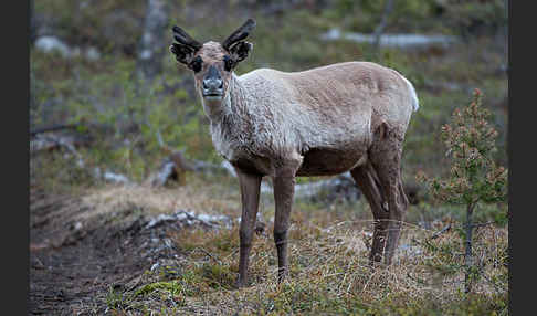 Rentier (Rangifer tarandus)