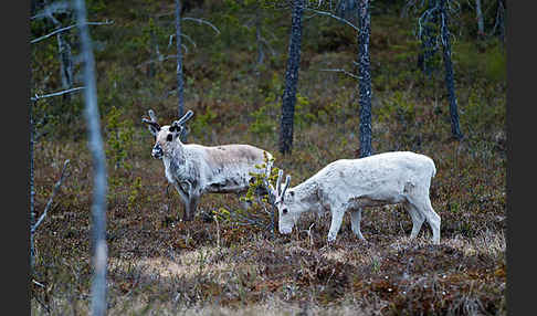 Rentier (Rangifer tarandus)