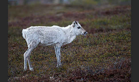 Rentier (Rangifer tarandus)