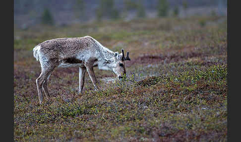 Rentier (Rangifer tarandus)