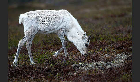 Rentier (Rangifer tarandus)