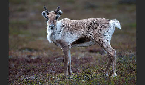 Rentier (Rangifer tarandus)