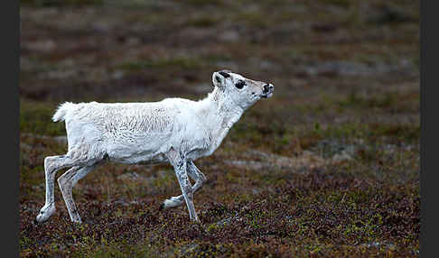 Rentier (Rangifer tarandus)