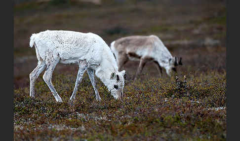 Rentier (Rangifer tarandus)