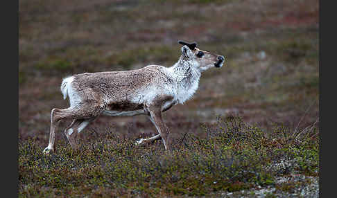 Rentier (Rangifer tarandus)