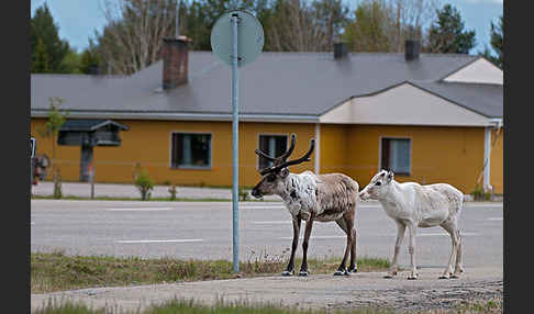 Rentier (Rangifer tarandus)