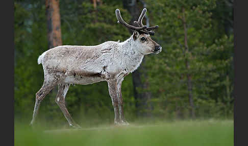 Rentier (Rangifer tarandus)