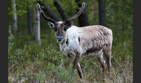 Rentier (Rangifer tarandus)