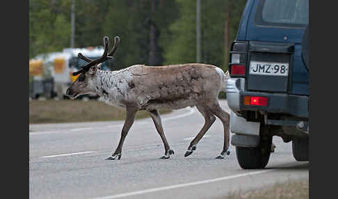 Rentier (Rangifer tarandus)