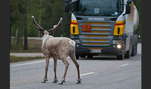 Rentier (Rangifer tarandus)