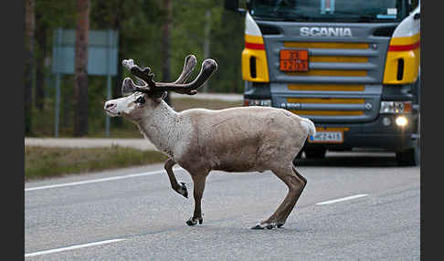 Rentier (Rangifer tarandus)