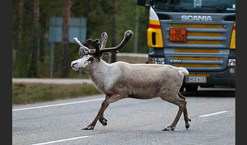 Rentier (Rangifer tarandus)