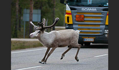 Rentier (Rangifer tarandus)