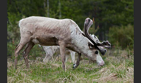 Rentier (Rangifer tarandus)