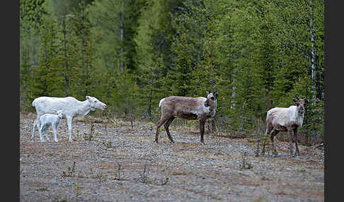 Rentier (Rangifer tarandus)