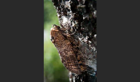 Weidenbohrer (Cossus cossus)